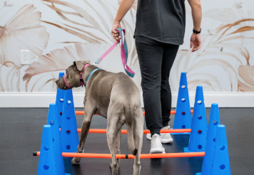 Dog consuming medicine