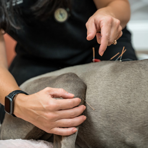 A dog being treated with acupuncture A dog being treated with acupuncture
