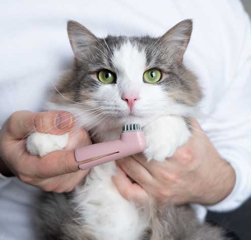 A cat being held for a tooth brushing A cat being held for a tooth brushing