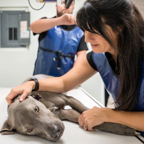A dog being checked for lumps A dog being checked for lumps