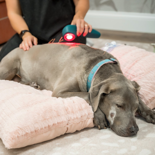 A cat receiving laser therapy A cat receiving laser therapy