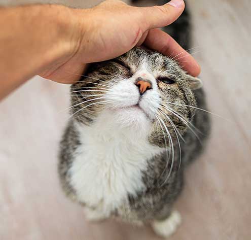 An old cat getting attention An old cat getting attention