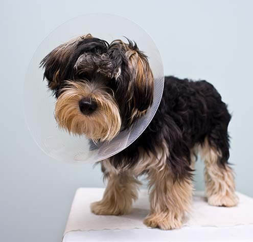 A dog wearing an e-collar A dog wearing an e-collar