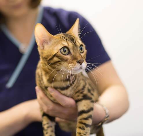 A cat being diagnosed by a technician A cat being diagnosed by a technician